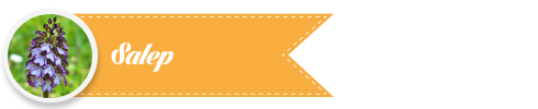 Salep